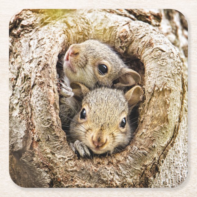 Cutest Baby Animals | Curious Baby Squirrels Square Paper Coaster (Front)