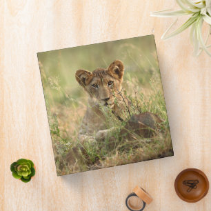 Cutest Baby Animals Cute Baby Lion Cub 3 Ring Binder