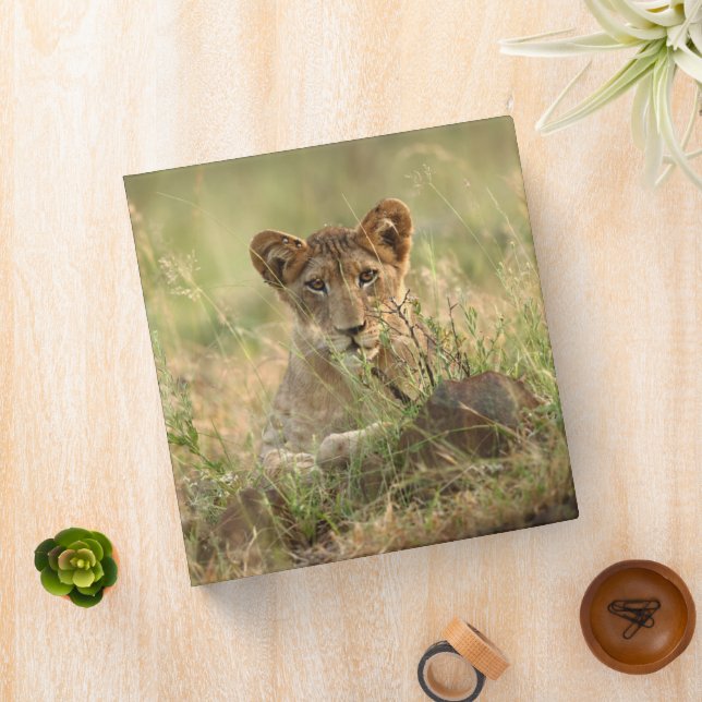 Cutest Baby Animals | Cute Baby Lion Cub 3 Ring Binder (In Situ)