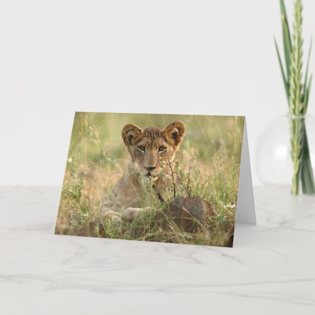 Cutest Baby Animals | Cute Baby Lion Cub Card (Front)