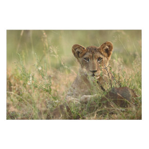 Cutest Baby Animals Cute Baby Lion Cub Faux Canvas Print