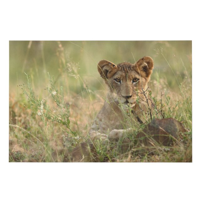 Cutest Baby Animals | Cute Baby Lion Cub Faux Canvas Print (Front)