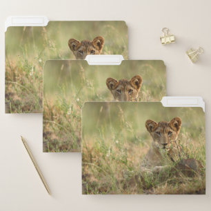 Cutest Baby Animals Cute Baby Lion Cub File Folder