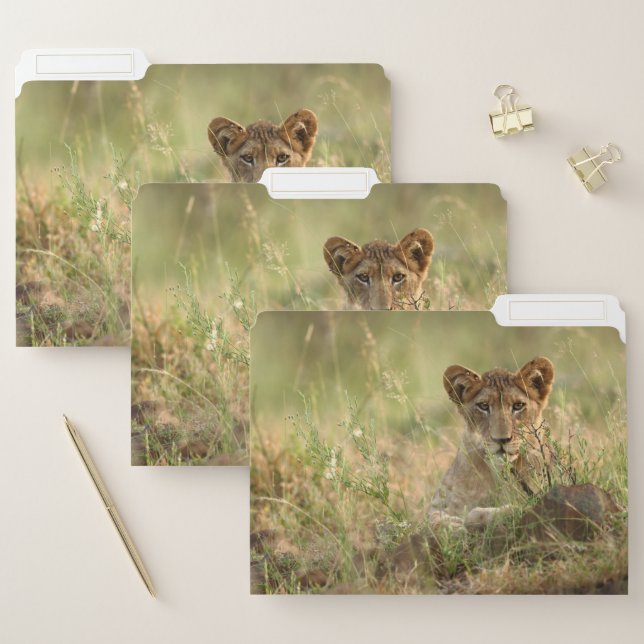 Cutest Baby Animals | Cute Baby Lion Cub File Folder (Set)