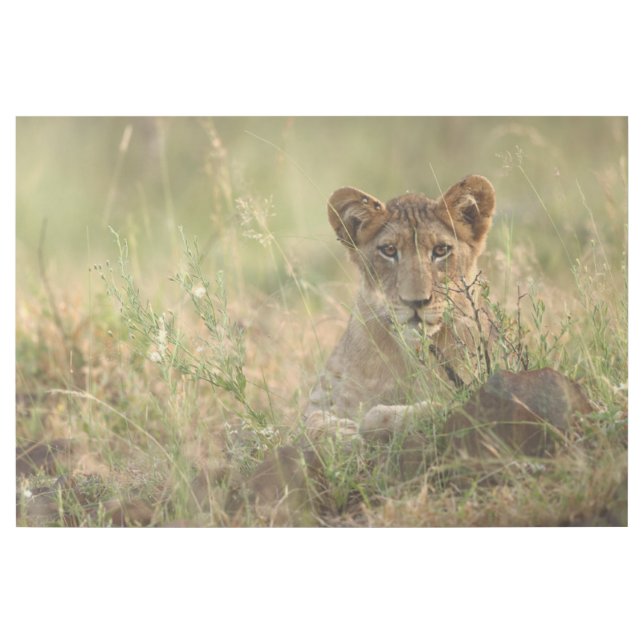 Cutest Baby Animals | Cute Baby Lion Cub Gallery Wrap (Front)