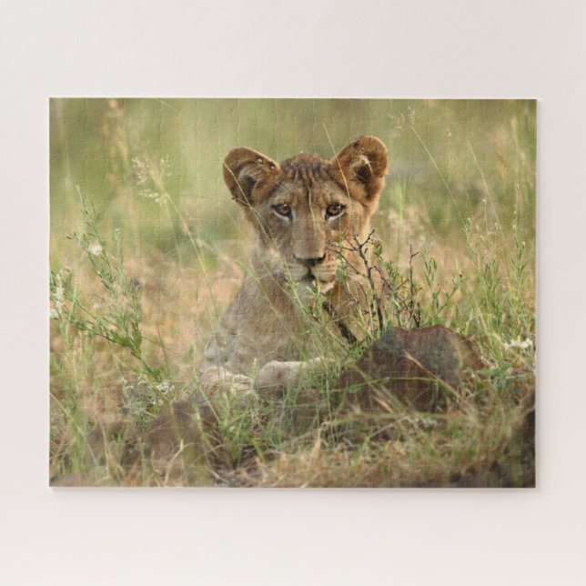 Cutest Baby Animals | Cute Baby Lion Cub Jigsaw Puzzle (Horizontal)