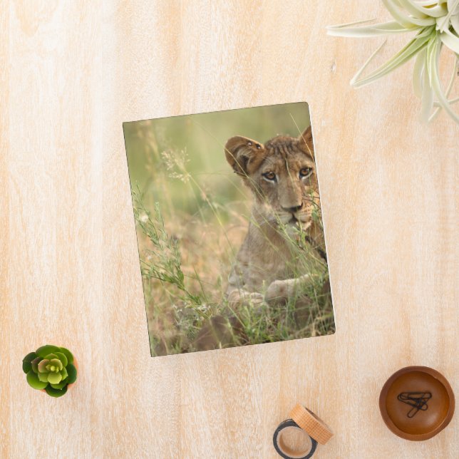 Cutest Baby Animals | Cute Baby Lion Cub Mini Binder (InSitu)