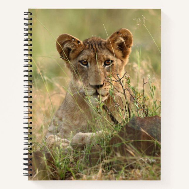 Cutest Baby Animals | Cute Baby Lion Cub Notebook (Front)