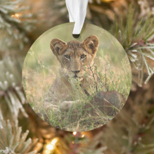 Cutest Baby Animals   Cute Baby Lion Cub Ornament