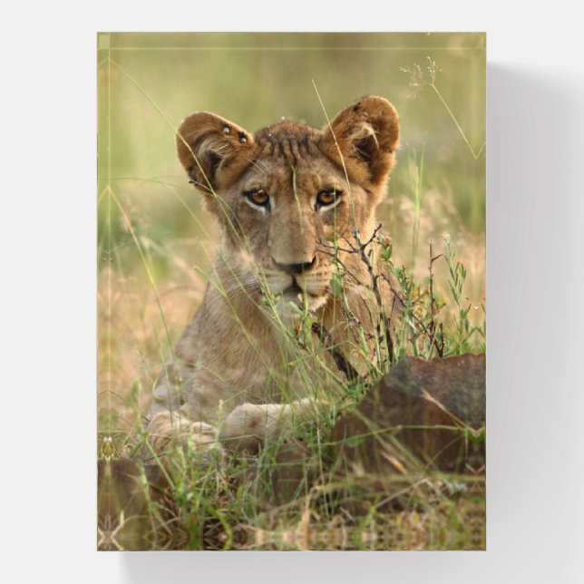 Cutest Baby Animals | Cute Baby Lion Cub Paperweight (Vertical)