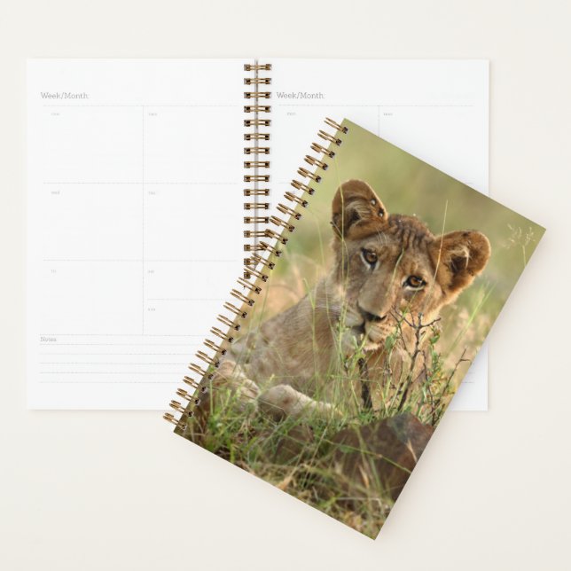 Cutest Baby Animals | Cute Baby Lion Cub Planner (Display)
