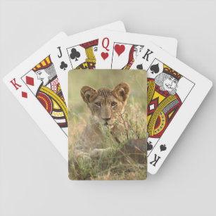 Cutest Baby Animals   Cute Baby Lion Cub Playing Cards