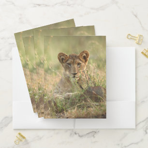 Cutest Baby Animals Cute Baby Lion Cub Pocket Folder
