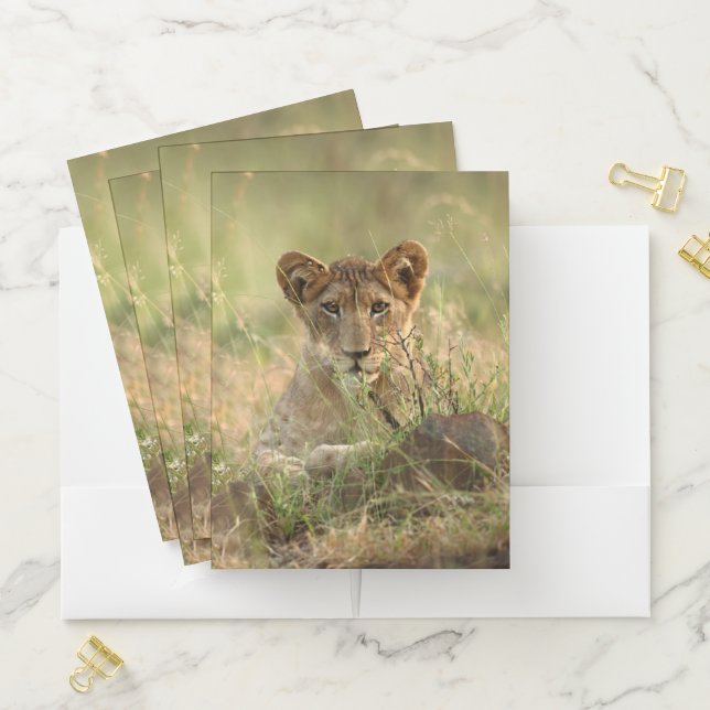 Cutest Baby Animals | Cute Baby Lion Cub Pocket Folder (In Situ)
