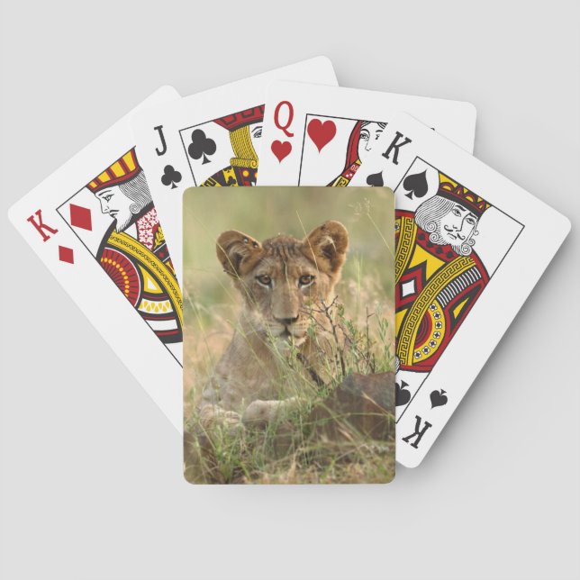 Cutest Baby Animals | Cute Baby Lion Cub Poker Cards (Back)