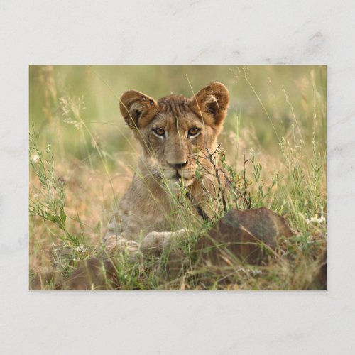 Cutest Baby Animals  Cute Baby Lion Cub Postcard