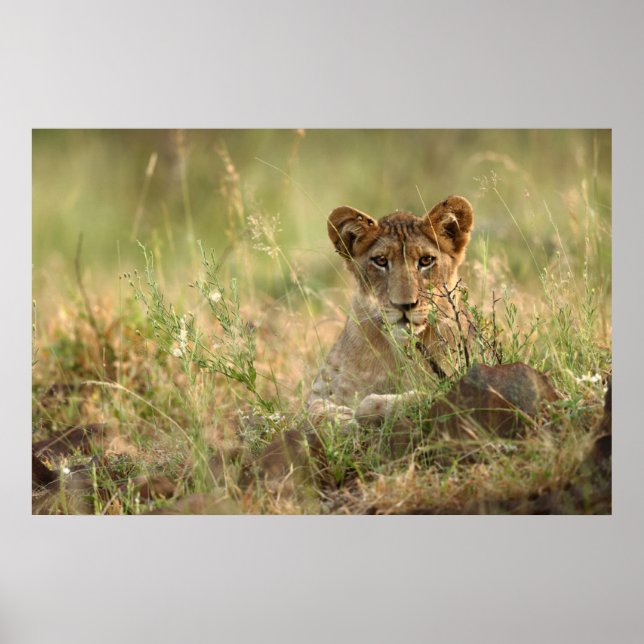 Cutest Baby Animals | Cute Baby Lion Cub Poster (Front)