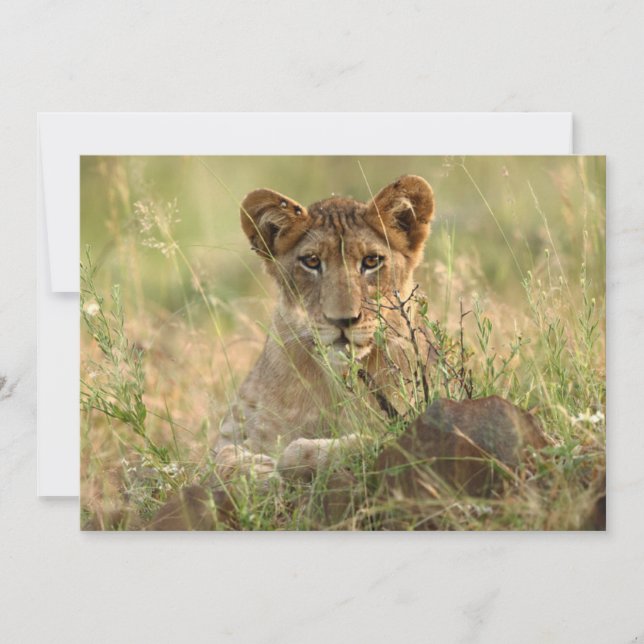 Cutest Baby Animals | Cute Baby Lion Cub Thank You Card (Front)