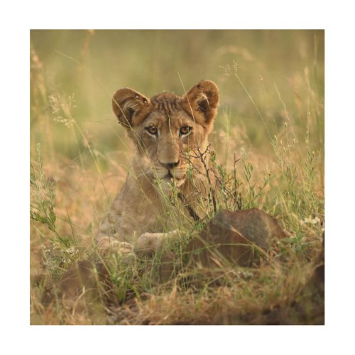 Cutest Baby Animals  Cute Baby Lion Cub Wood Wall Art