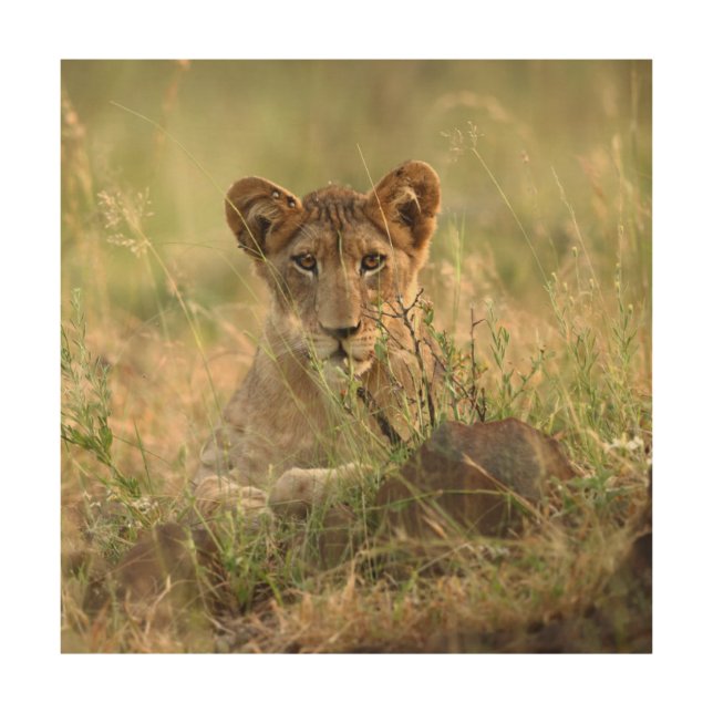 Cutest Baby Animals | Cute Baby Lion Cub Wood Wall Art (Front)