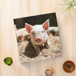 Cutest Baby Animals Cute Baby Piglet 3 Ring Binder