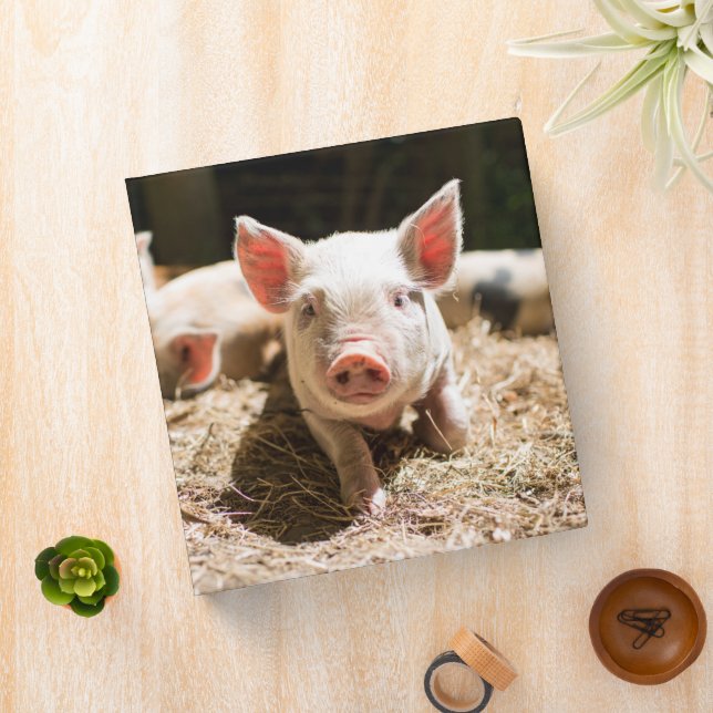 Cutest Baby Animals | Cute Baby Piglet 3 Ring Binder (In Situ)
