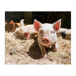 Cutest Baby Animals   Cute Baby Piglet Acrylic Print