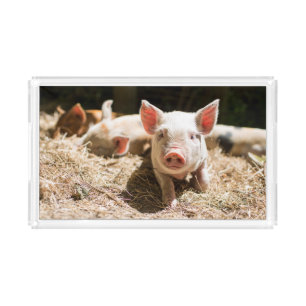 Cutest Baby Animals Cute Baby Piglet Acrylic Tray
