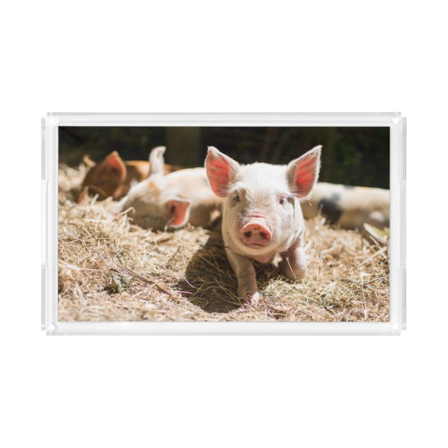 Cutest Baby Animals | Cute Baby Piglet Acrylic Tray (Front)
