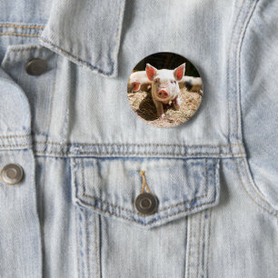 Cutest Baby Animals Cute Baby Piglet Button