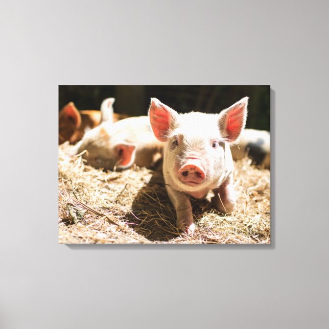 Cutest Baby Animals | Cute Baby Piglet Canvas Print (Front)