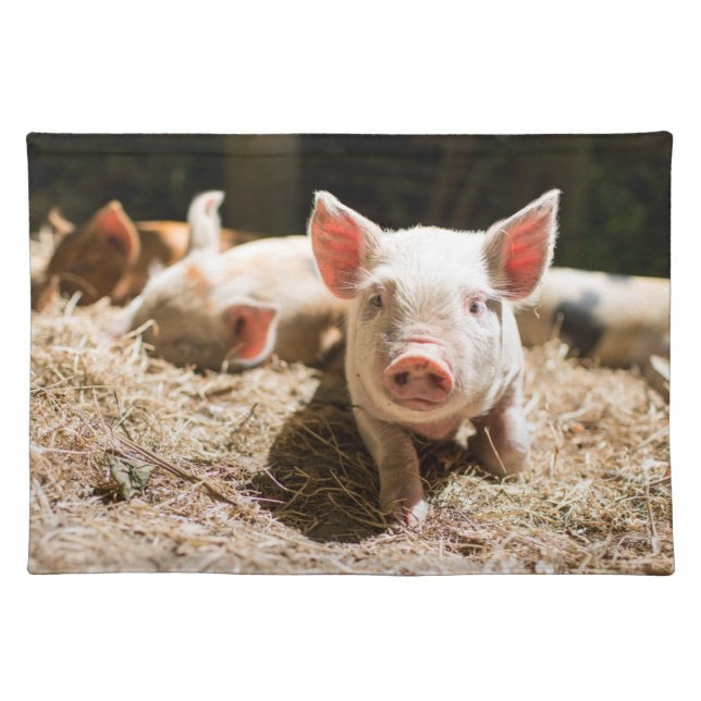 Cutest Baby Animals | Cute Baby Piglet Cloth Placemat (Front)