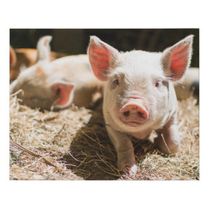 Cutest Baby Animals   Cute Baby Piglet Faux Canvas Print