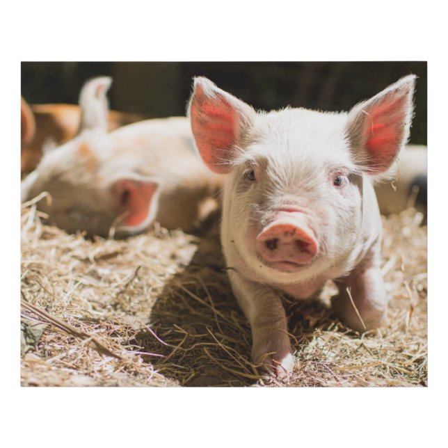 Cutest Baby Animals | Cute Baby Piglet Faux Canvas Print (Front)