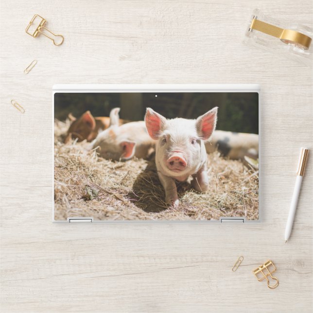 Cutest Baby Animals | Cute Baby Piglet HP Laptop Skin (Desk)
