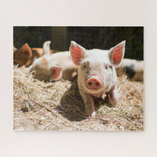 Cutest Baby Animals Cute Baby Piglet Jigsaw Puzzle