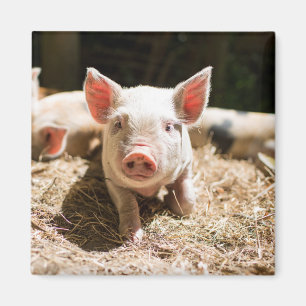 Cutest Baby Animals Cute Baby Piglet Magnet