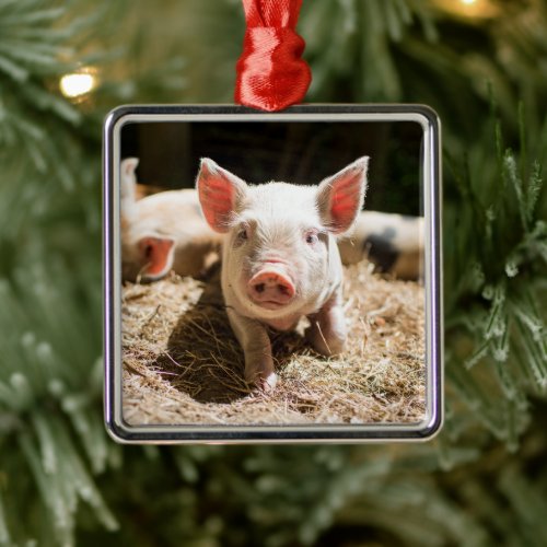 Cutest Baby Animals  Cute Baby Piglet Metal Ornament