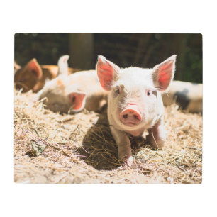 Cutest Baby Animals Cute Baby Piglet Metal Print