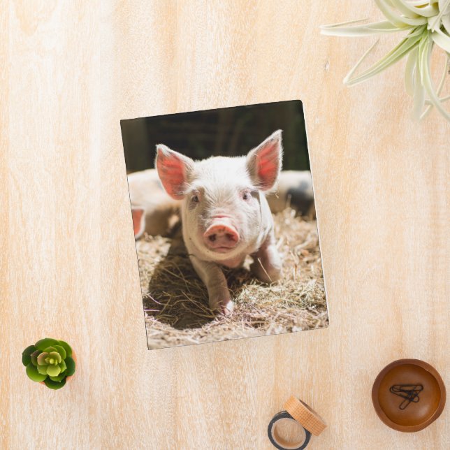 Cutest Baby Animals | Cute Baby Piglet Mini Binder (InSitu)