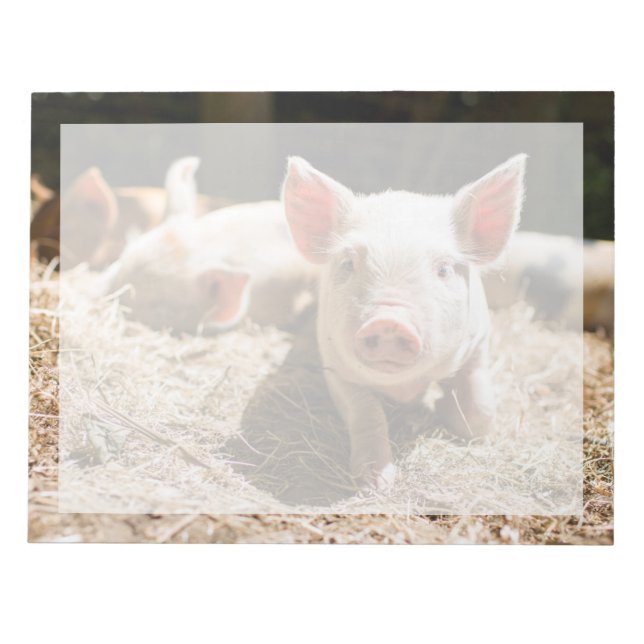 Cutest Baby Animals | Cute Baby Piglet Notepad (Front)