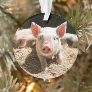 Cutest Baby Animals Cute Baby Piglet Ornament