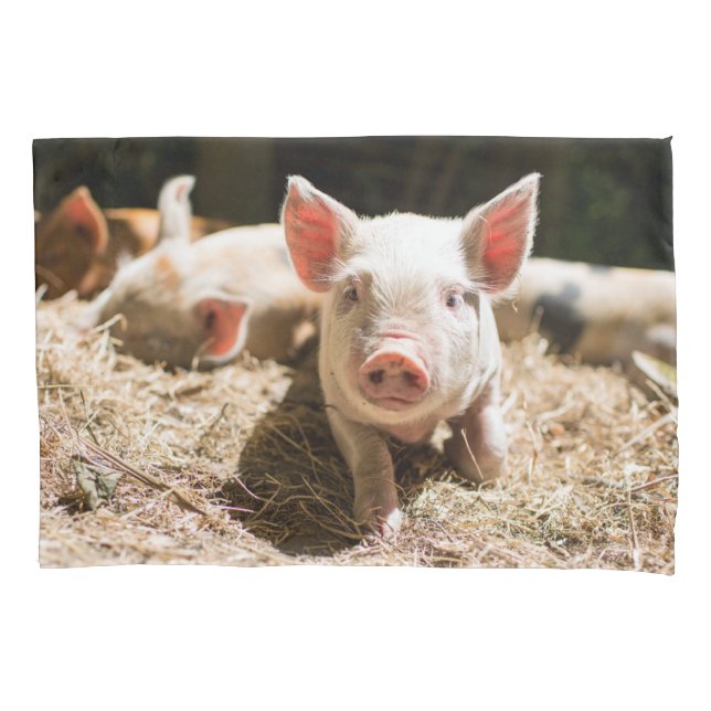 Cutest Baby Animals | Cute Baby Piglet Pillow Case (Front)