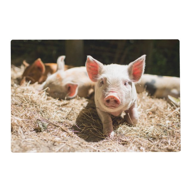 Cutest Baby Animals | Cute Baby Piglet Placemat (Front)