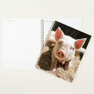 Cutest Baby Animals   Cute Baby Piglet Planner