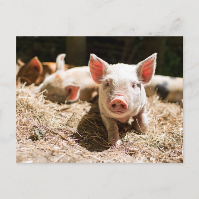 Cutest Baby Animals | Cute Baby Piglet Postcard (Front)