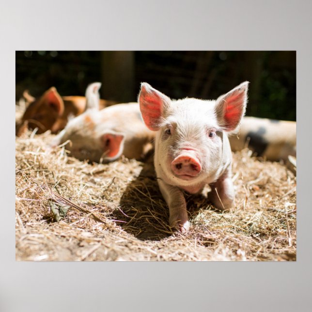 Cutest Baby Animals | Cute Baby Piglet Poster (Front)