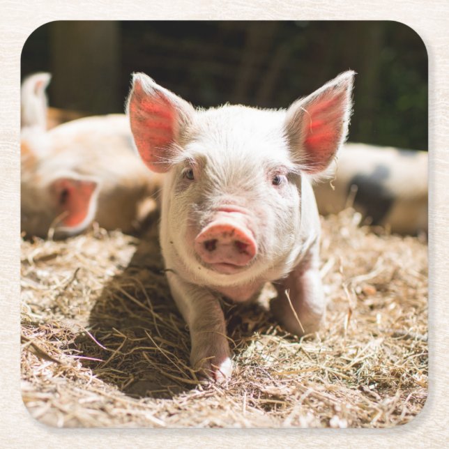 Cutest Baby Animals | Cute Baby Piglet Square Paper Coaster (Front)