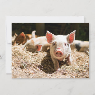 Cutest Baby Animals Cute Baby Piglet Thank You Card