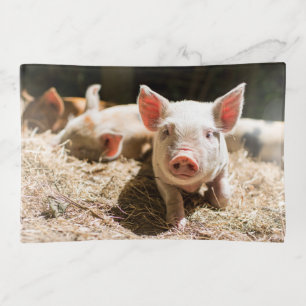 Cutest Baby Animals   Cute Baby Piglet Trinket Tray